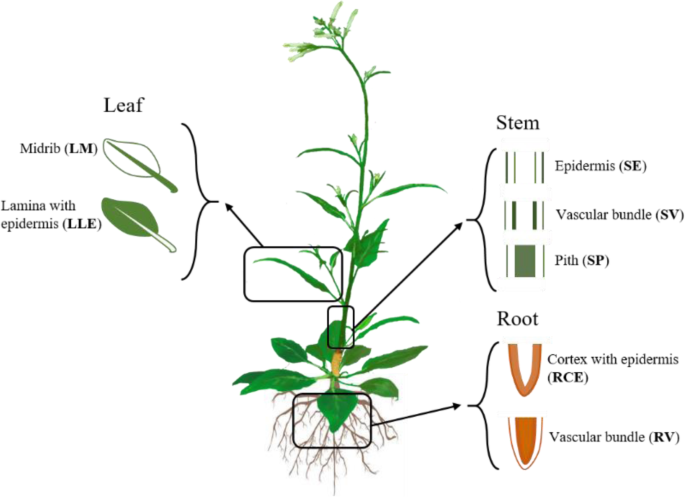 Tissue-specific systemic responses of the wild tobacco Nicotiana attenuata  against stem-boring herbivore attack | Journal of Ecology and Environment