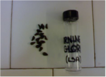 GC/MS analysis of morning glory seeds freely in commerce: can they be  considered herbal highs? | Egyptian Journal of Forensic Sciences |  Springer Nature Link