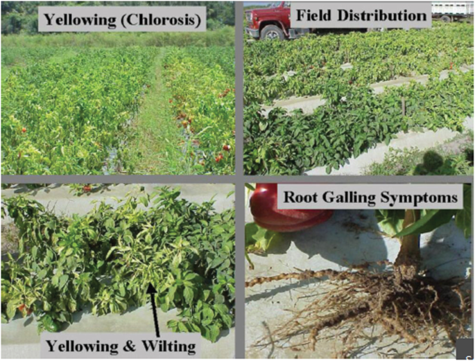 PDF) Evaluation of Scotch Bonnet and Habanero Peppers (Capsicum chinense)  For Resistance to Southern Root-knot Nematodes