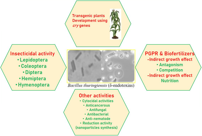 Bacillus thuringiensis as microbial biopesticide: uses and application for  sustainable agriculture | Egyptian Journal of Biological Pest Control |  Full Text