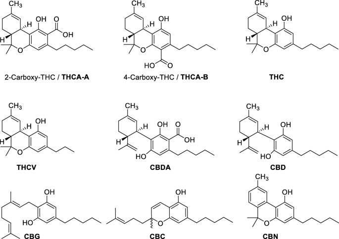 Scientists Discover a New Cannabinoid in Cannabis sativa: Δ9-THCP