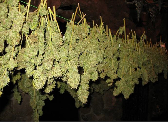 Processing and extraction methods of medicinal cannabis: a narrative review  | Journal of Cannabis Research | Springer Nature Link