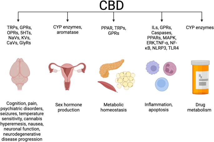 Beyond the hype: a comprehensive exploration of CBD's biological impacts  and mechanisms of action | Journal of Cannabis Research | Springer Nature  Link