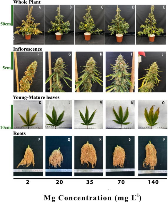From deficiency to toxicity: Magnesium increases cannabinoid and terpene  production in cannabis plants | Journal of Cannabis Research | Springer  Nature Link