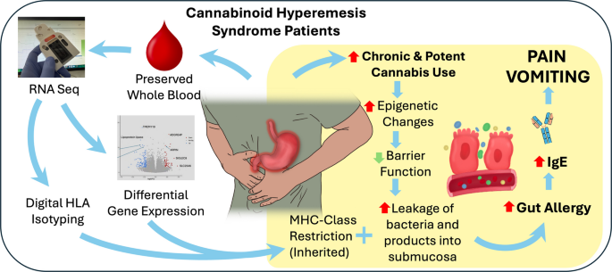 Whole-blood transcriptomic findings in emergency department patients with suspected cannabinoid hyperemesis syndrome: a pilot study