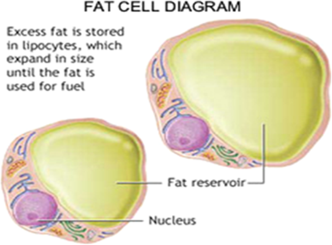 Body Fat Distribution: Subcutaneous vs. Visceral Fat, Fort Collins Back  Pain