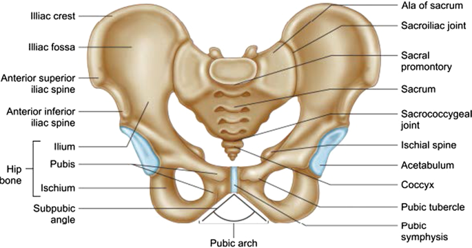Stature estimation study based on pelvic and sacral morphometric