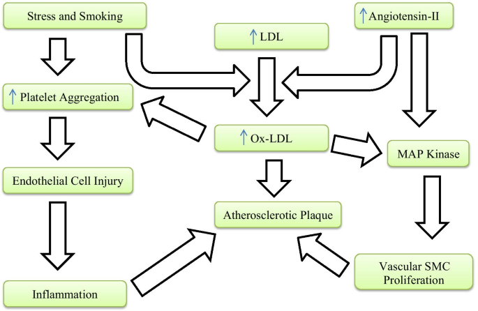 A Definition of Advanced Types of Atherosclerotic Lesions and a  Histological Classification of Atherosclerosis