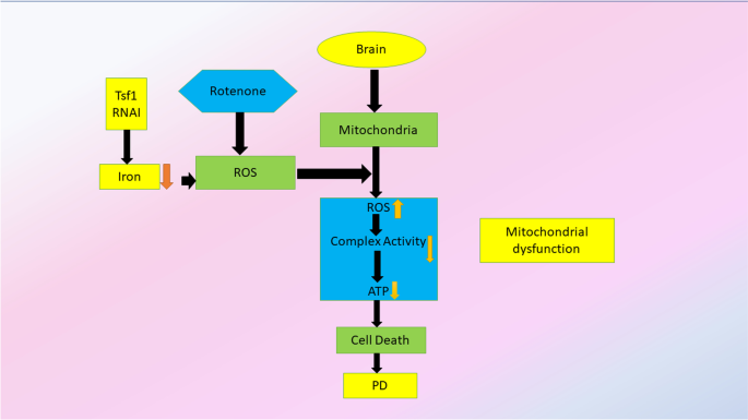 Long term mortality of patients with Parkinson's disease treated with deep  brain stimulation in a reference center - ScienceDirect