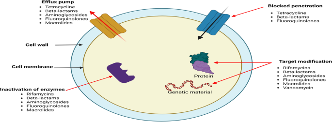 MRSA (Methicillin-Resistant Staphylococcus Aureus) Infection -  Willis-Knighton Health System