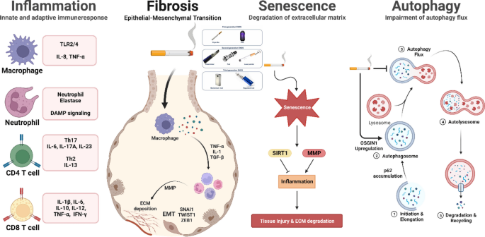 chewing tobacco and immune system Oxidative stress and inflammation: elucidating mechanisms of smoking-attributable  pathology for therapeutic targeting | Bulletin of the National Research  Centre