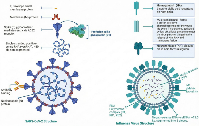 Distinguishing between the COVID-19 pandemic and influenza pandemics (A/H1N1, A/H2N2, A/H3N2): a narrative review
