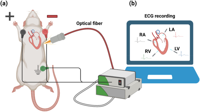 Electrical recording during optogenetic inhibition of