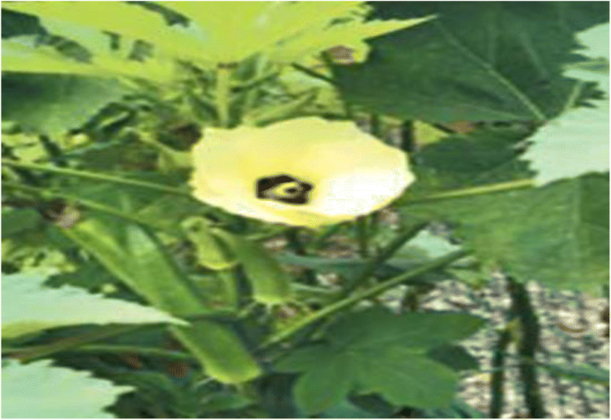 Application of soda-AQ pulping to agricultural waste (okra stalks) from Sudan | BMC Chemical Engineering | Springer Nature Link Application of soda-AQ pulping to agricultural waste (okra stalks) from Sudan | BMC Chemical Engineering | Springer Nature Link
