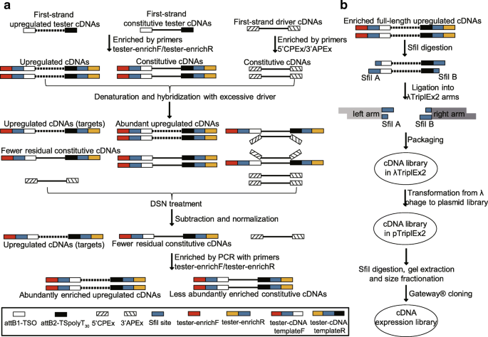 In situ hybridization analysis of mRNAs for Egam1c and the Prl gene