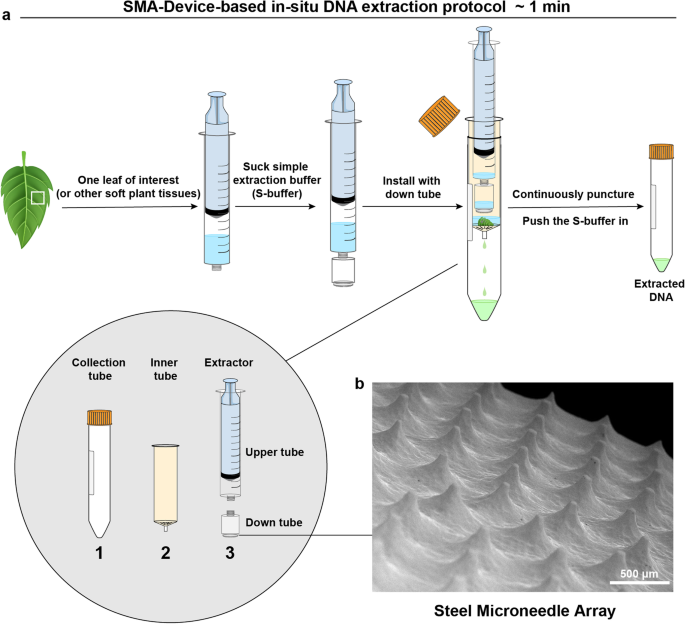 Development of a portable DNA extraction and cross-priming amplification  (CPA) tool for rapid in-situ visual diagnosis of plant diseases |  Phytopathology Research | Springer Nature Link