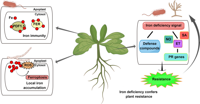 FER-LIKE IRON DEFICIENCY-INDUCED TRANSCRIPTION FACTOR (FIT