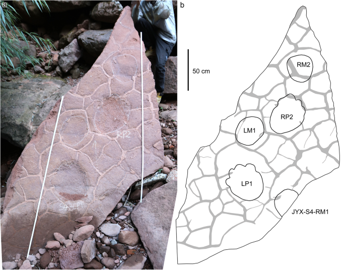 The interpretive outline drawing of theropod tracks at