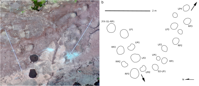 The interpretive outline drawing of theropod tracks at