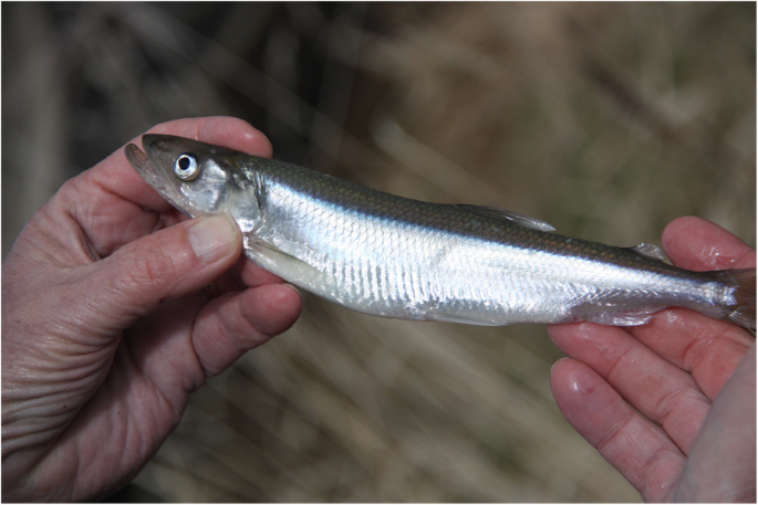 An endangered regional cuisine in Sweden: the decline in use of European  smelt, Osmerus eperlanus (L., 1758), as food stuff | Journal of Ethnic  Foods | Full Text