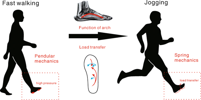 Differences in loading patterns between fast walking and jogging at the  same speed in male adults | Collagen and Leather | Full Text