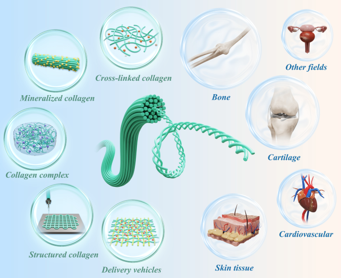 Layer-by-Layer Coatings of Collagen–Hyaluronic acid Loaded with an