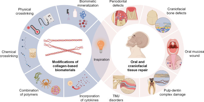 PDF) Bioprinting Applications in Craniofacial Regeneration