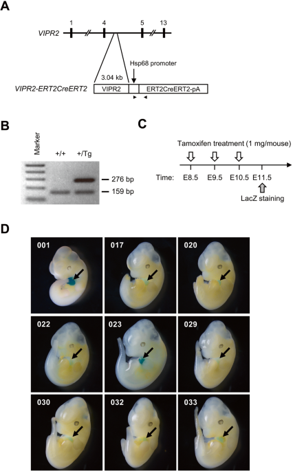 Temporally Regulated and Tissue-Specific Gene Manipulations in the