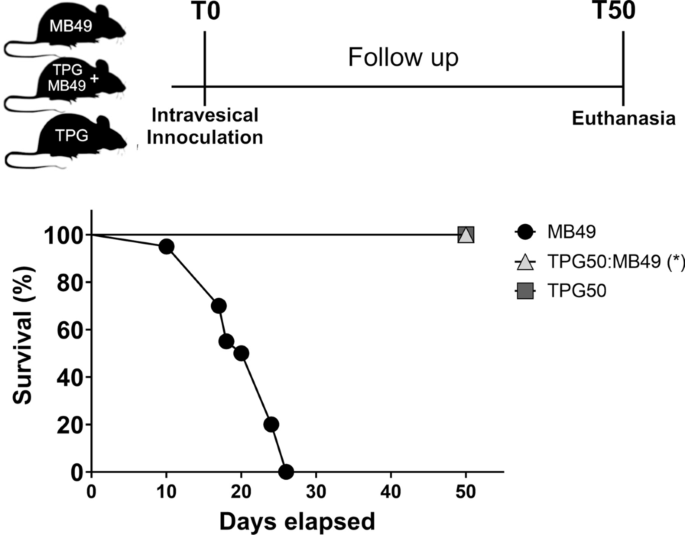 PDF) Hidrogéis a base de ácido hialurônico e quitosana para engenharia de  tecido cartilaginoso