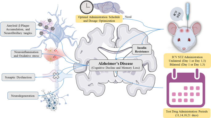 l glutathione dosage for dementia Intracerebroventricular streptozotocin-induced animal model of Alzheimer's disease: revealing dose optimization, administration regimen, and molecular pathways | Laboratory Animal Research How to use Active blackheads Choose your pack:Pack of 2 (60 tablets)