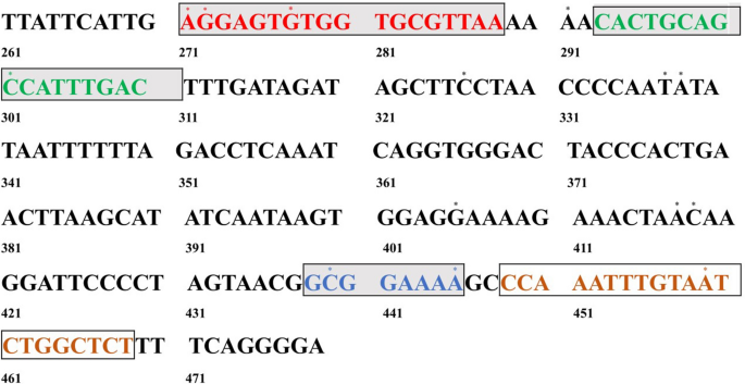 Development and validation of a rapid loop-mediated isothermal amplification assay for the detection of Chrysomyxa and characterization of Chrysomyxa woroninii overwintering on Picea in China