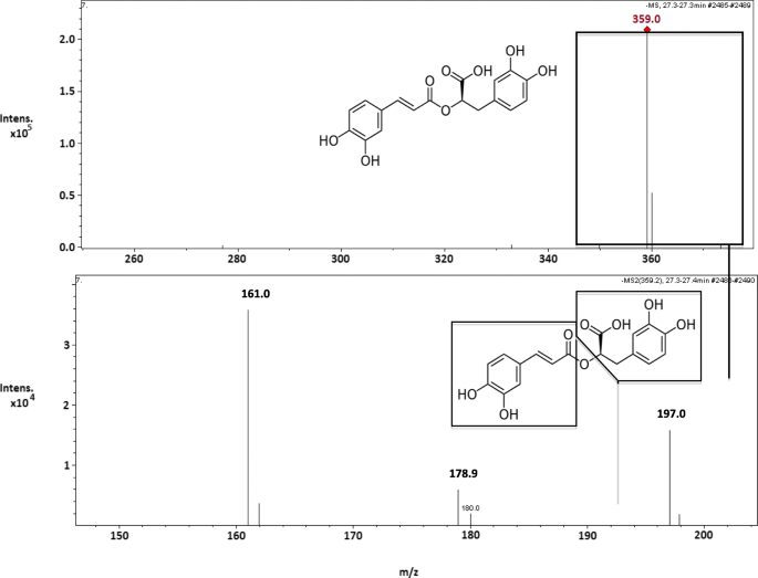 Antioxidant activity of mint extracts determined through the