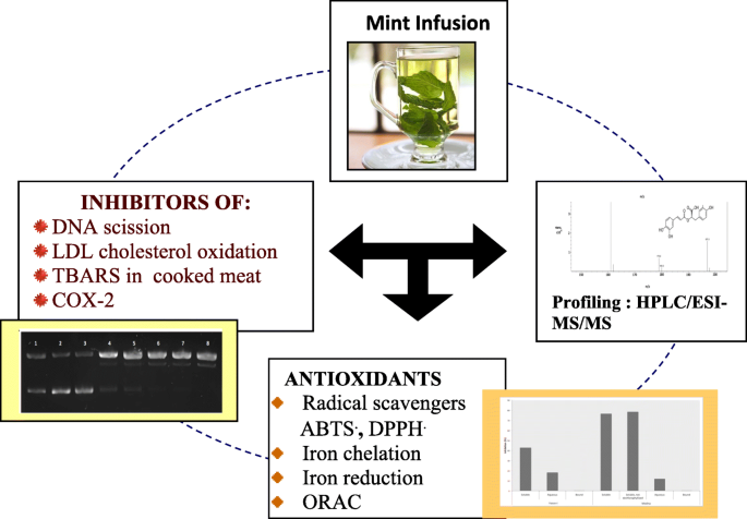 Antioxidant activity of mint extracts determined through the
