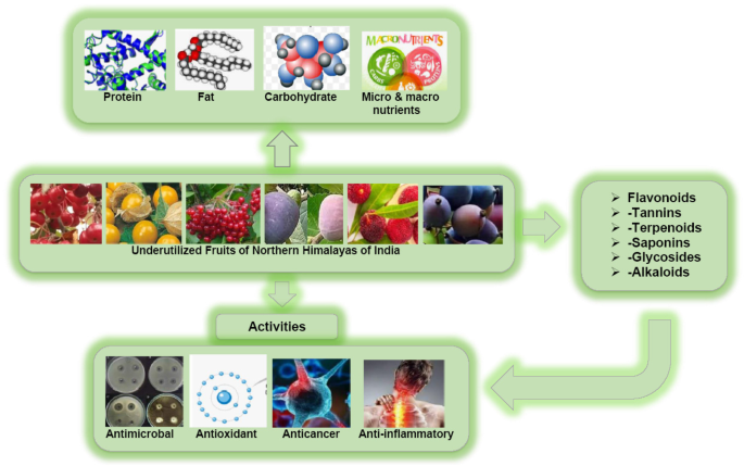 Full article: Blood orange (Citrus sinensis) as a rich source of nutraceuticals: investigation of bioactive compounds in different parts of the fruit by HPLC-PDA/MS