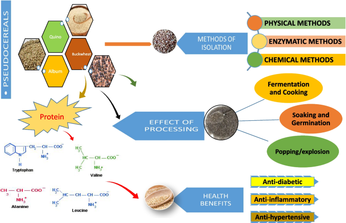 Cholesterol-Lowering Activity of Tartary Buckwheat Protein