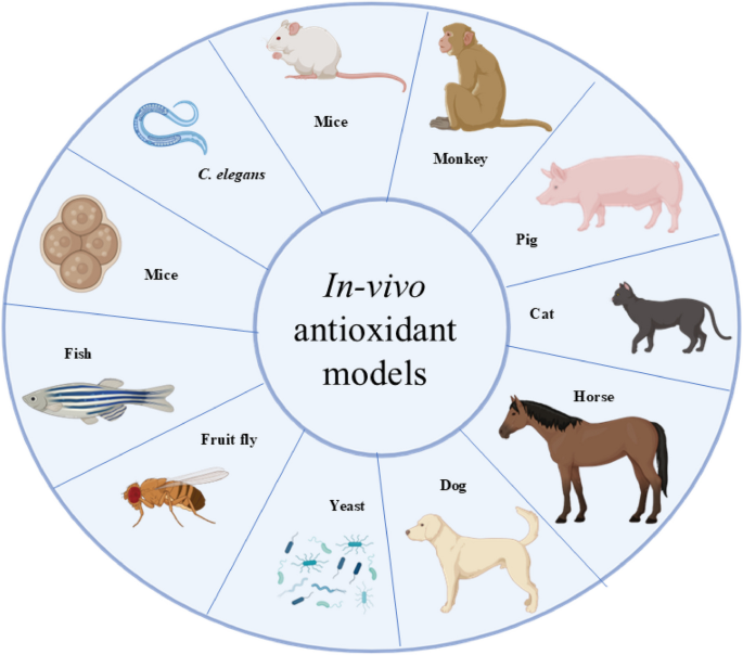 How to assess antioxidant activity? Advances, limitations, and applications of in vitro, in vivo, and ex vivo approaches | Food Production, Processing and Nutrition
