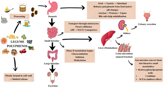 A comprehensive review on bioaccessibility and bioavailability of legume-derived polyphenols | Food Production, Processing and Nutrition | Springer Nature Link A comprehensive review on bioaccessibility and bioavailability of legume-derived polyphenols | Food Production, Processing and Nutrition | Springer Nature Link