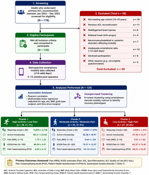Smartphone-derived mobility metrics identify distinct recovery phenotypes following ACL reconstruction: associations with function, pain, and psychological health - Knee Surgery & Related Research