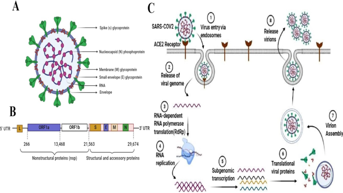 Understanding SARS-CoV-2-Mediated Inflammatory Responses: From