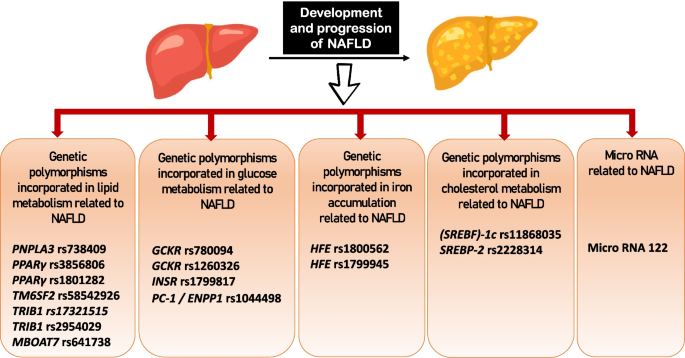 Genetic and metabolic aspects of non-alcoholic fatty liver disease (NAFLD)  pathogenicity, Egyptian Journal of Medical Human Genetics