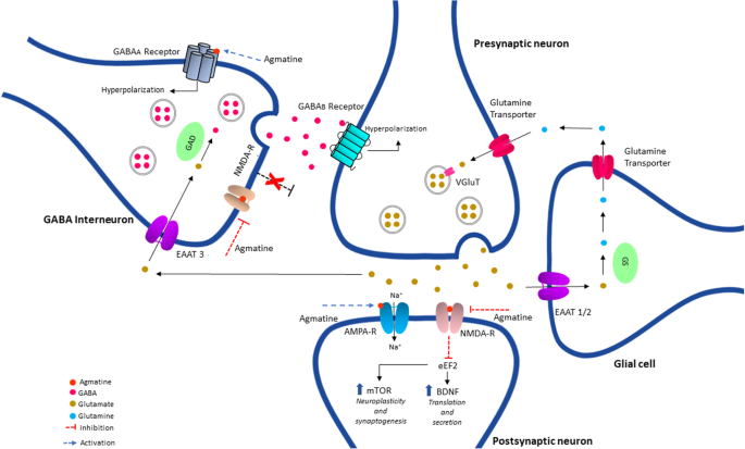 Inhibition of NMDA receptors by agmatine is followed by GABA/glutamate  balance in benzodiazepine withdrawal syndrome | Beni-Suef University  Journal of Basic and Applied Sciences | Full Text