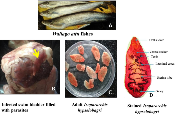 Changes in the level of oxidative stress markers in Indian catfish (Wallago  attu) infected with Isoparorchis hypselobagri | Beni-Suef University  Journal of Basic and Applied Sciences