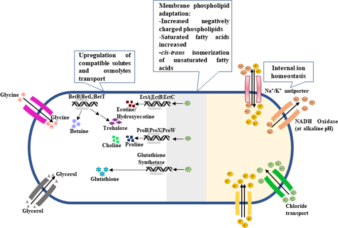 Microbial space travel on a molecular scale: How extremophilic