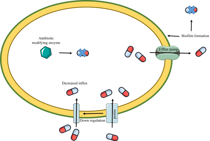 can i take glutathione while on antibiotics Overcoming Klebsiella pneumoniae antibiotic resistance: new insights into  mechanisms and drug discovery | Beni-Suef University Journal of Basic and  Applied Sciences
