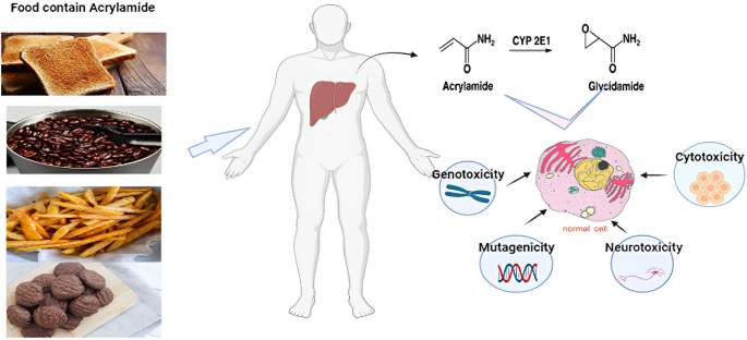 glutathione superman diet Bibliometric exploration of the state of the art on acrylamide and glycidamide in food safety | Beni-Suef University Journal of Basic and Applied Sciences Superman Dog Treats | Dog