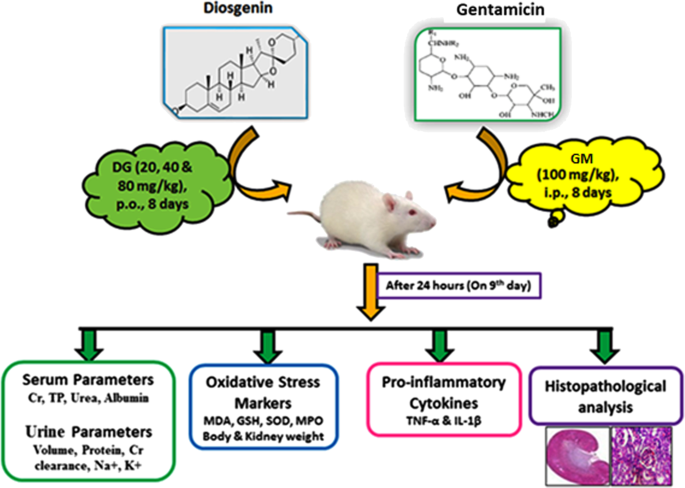 effects of glutathione on kidneys Nephroprotective role of diosgenin in gentamicin-induced renal toxicity: biochemical, antioxidant, immunological and histopathological approach | Future Journal of Pharmaceutical Sciences