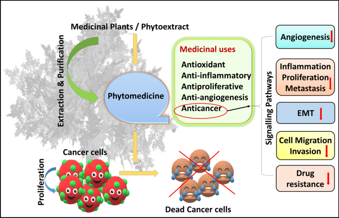 Anticancer plant-derivatives: deciphering their oncopreventive and  therapeutic potential in molecular terms | Future Journal of Pharmaceutical  Sciences | Springer Nature Link