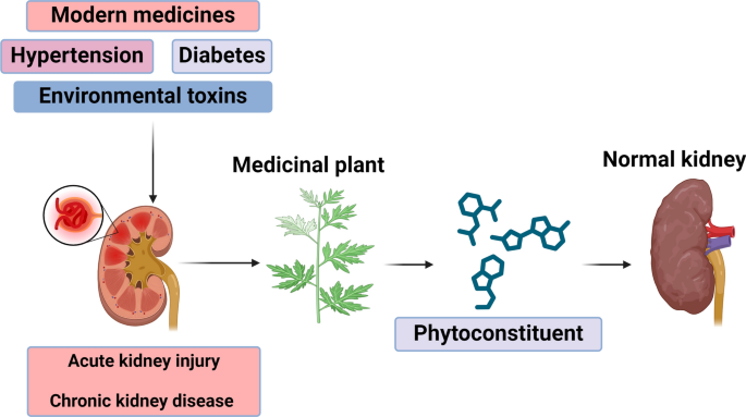 Drug-induced nephrotoxicity and its reversal using botanicals of  traditional Indian medicine in different animal models: way forward |  Future Journal of Pharmaceutical Sciences | Springer Nature Link