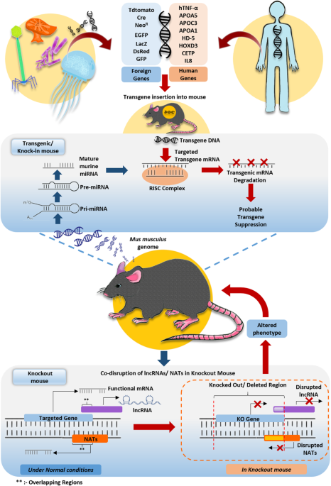 knockout and transgenic mice in glutathione transferase research synthesis the mouse liver supports lipid abundance through NRF2 repression Inadvertent nucleotide sequence alterations during