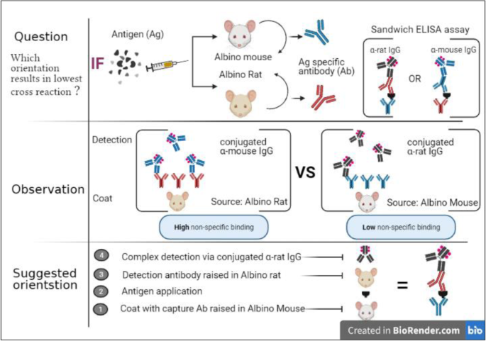 Cross-reaction between mouse and rat immunoglobulin G: does it matter in  sandwich ELISA? | Journal of Genetic Engineering and Biotechnology